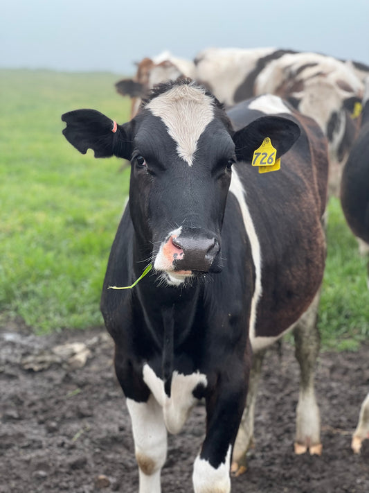 Milking the Future: Innovations Shaping Family-Owned Dairy Farms in the USA